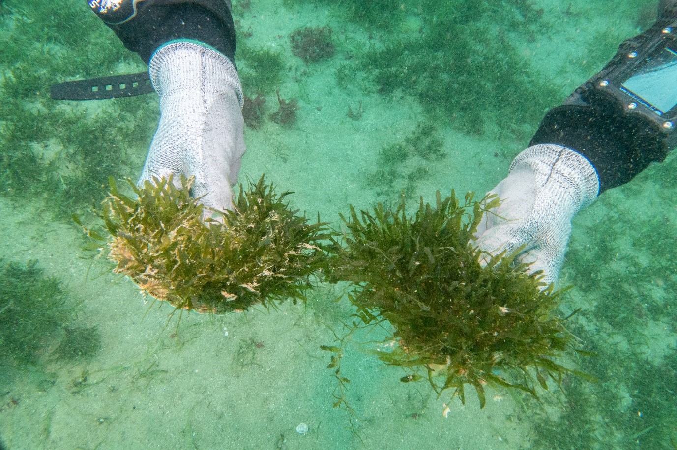seaweed-being-held-under-the-water